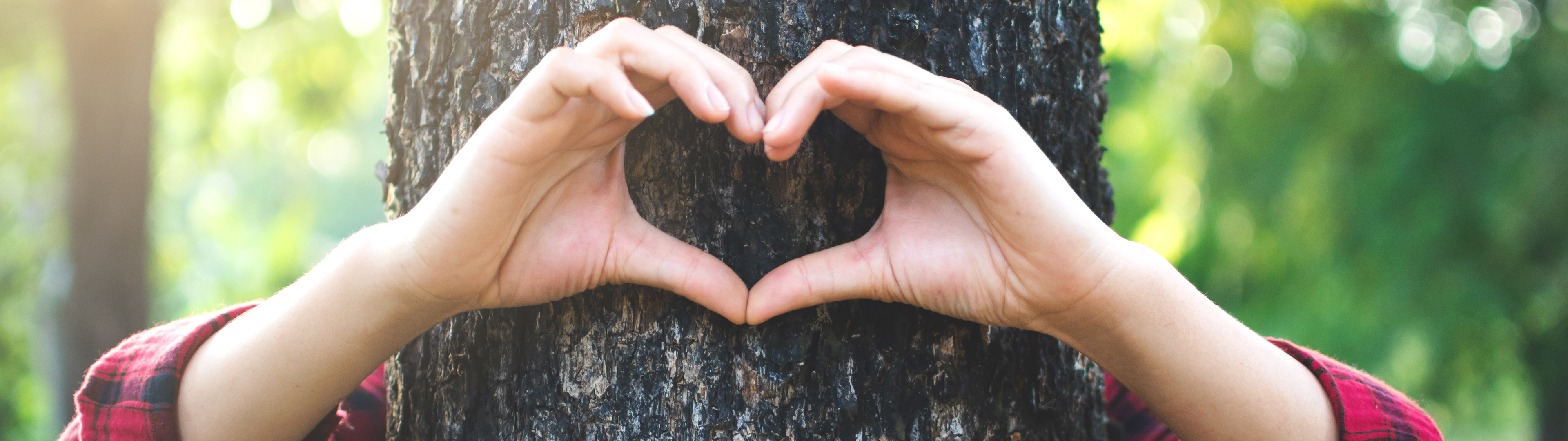 Energieeinsparung entspricht 221 geretteten Bäumen